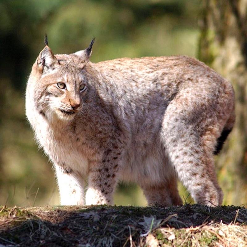 Kaartjes met korting voor Wildpark Gangelt