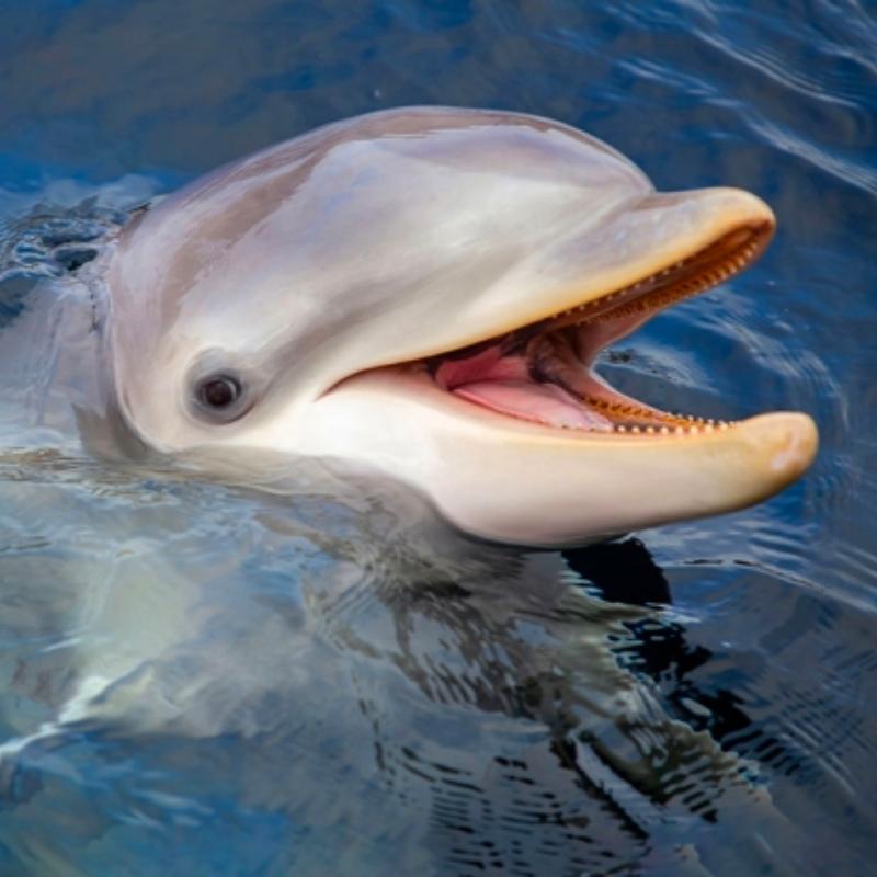 Tickets met korting voor Dolfinarium Harderwijk