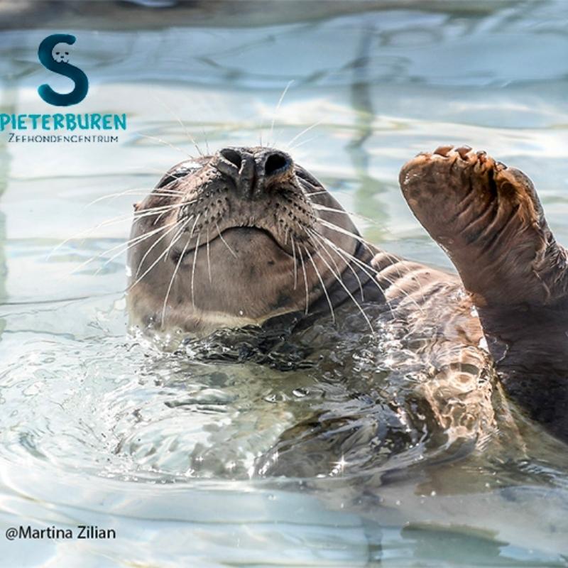 Tickets met korting voor Zeehondencentrum Pieterburen