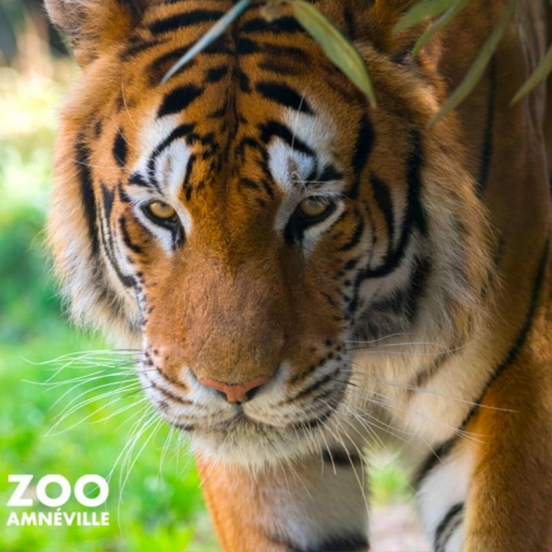 Discount tickets Zoo d'Amnéville in Hagondange