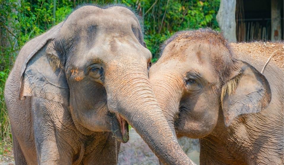 Olifanten op tickets voor dierentuin