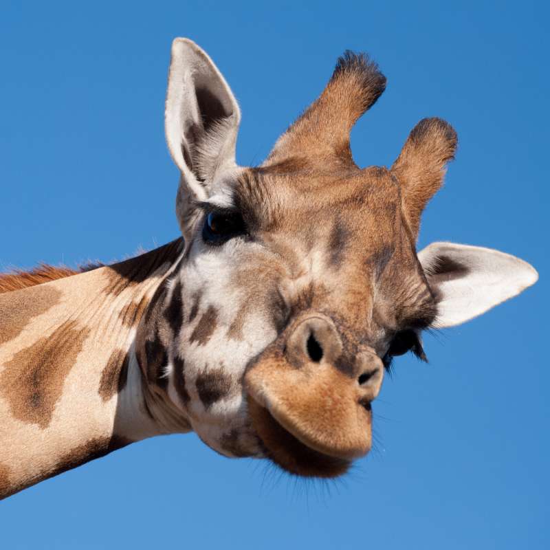 Dagje uit met tieners naar de dierentuin bij giraf